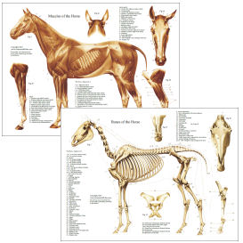 horse anatomy muscles and bones photos and images animals horse anatomy