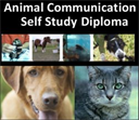 animal communication diploma course