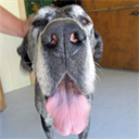 How to Locate a Missing Animal - Digital Download