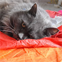 part 1: a meditation with cats