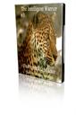 the intelligent warrior 5 unstoppable confidence subliminal video messages
