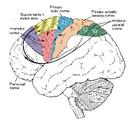 a&p ii lecture 3: cn path/ cortical integration