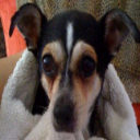 Parvo Free Dog Healing - Digital Download