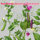 Pea Plants. Botanic Painted illustration Series, Separated - Digital Download