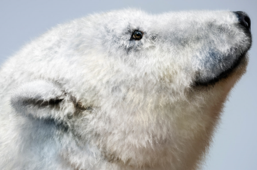Realistic FUR. The Brush Set for painting realistic fur in CLIP STUDIO PAINT - Additional View 2