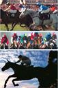 horse racing system u/w/e - Digital Download