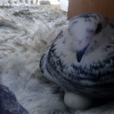 pigeon