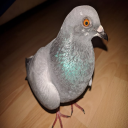 single pigeon