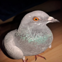 single pigeon