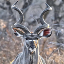 Amazing animals | Animals | Instant Download
