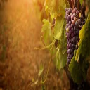 from barreness to fruitfulness