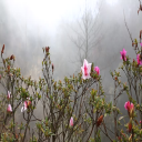 Reizo Shibamoto Flowers in the Mist - Digital Download