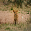 lion cub