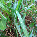 grass