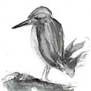 sad bird in watercolor