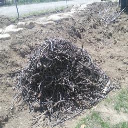 Forest Gardening Class: Session 4: How to Start TODAY - Digital Download