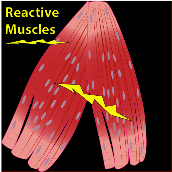 Reactive Muscles Online Live - Digital Download