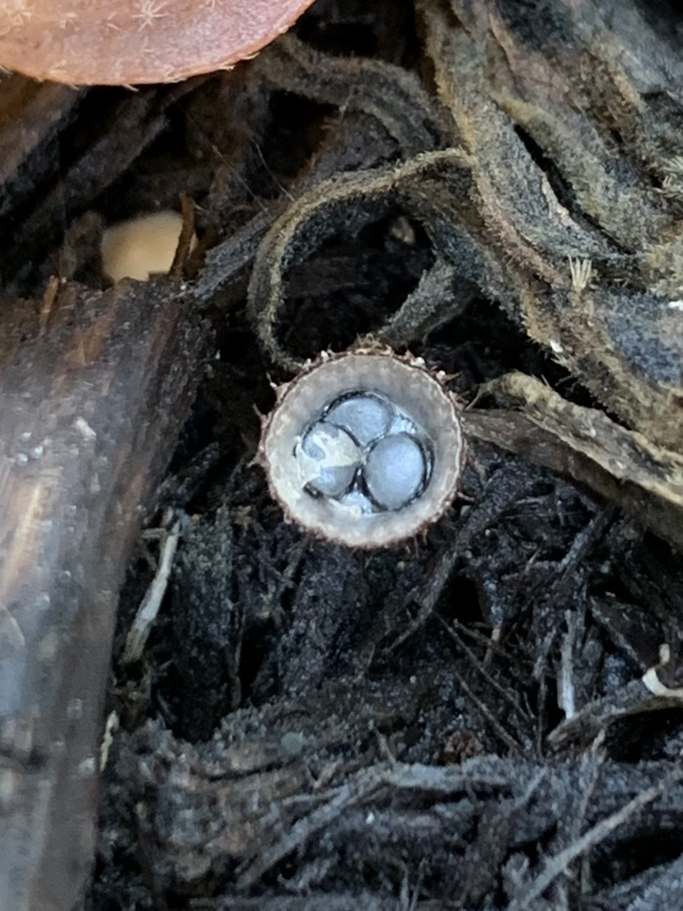 Bird’s Nest Mushroom Photos and Images Botanical