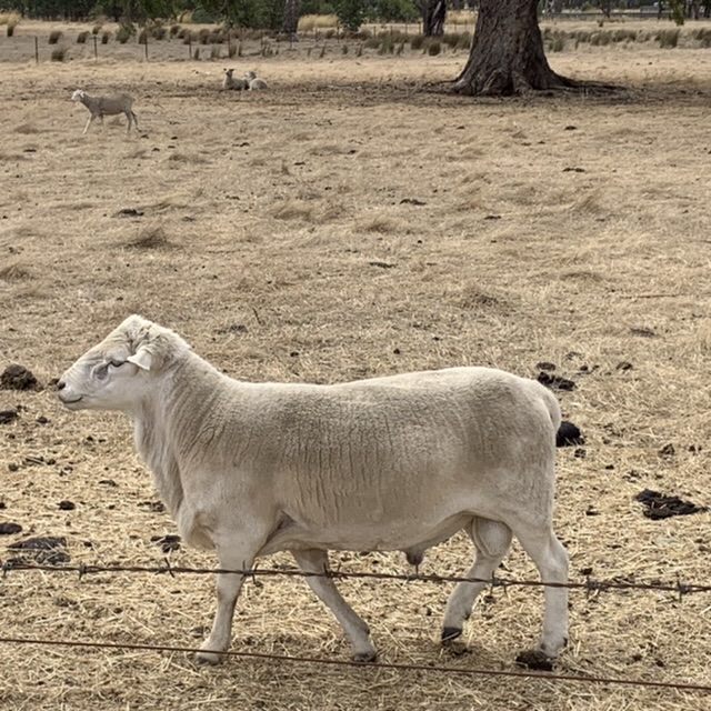Sheep paddock Photos and Images Agriculture