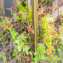 Spring Pasture Series - Digital Download