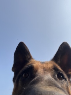 Dog picss | Photos and Images | Animals