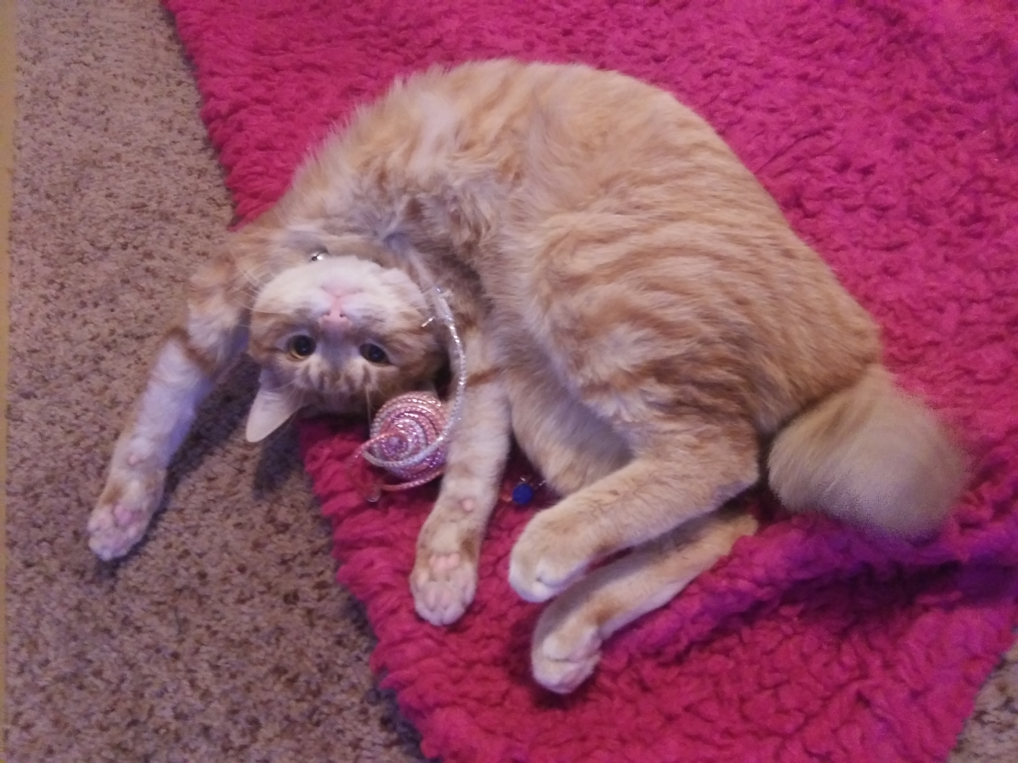 Applesauce the Cat Photos and Images Animals