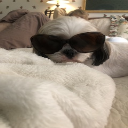 Rosie Valentine #2 Shih Tzu Sunglasses - Digital Download