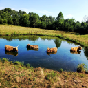 Highland Cow Bath - Digital Download
