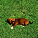 Sunbathing Puppy - Digital Download