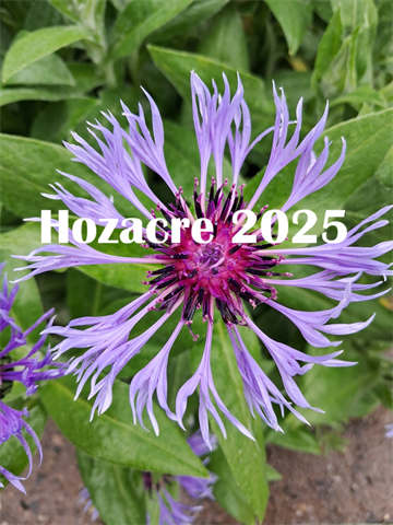 Hozacre 2025 - Digital Download