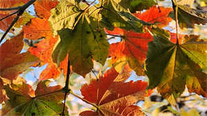 Best fall photography - Digital Download