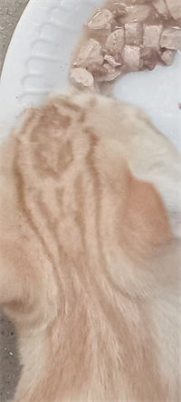 Photos - Digital Download