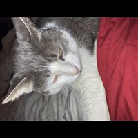 Animals - Digital Download