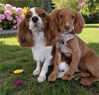 Cute dog images - Digital Download