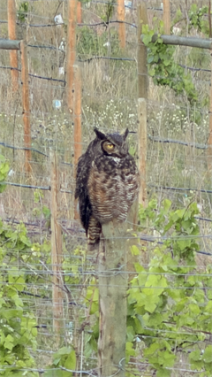 WinkOwl - Digital Download