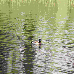 Duck Cruising on Water Wildlife Image - Digital Download