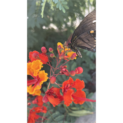 Real Flowers Not Ai - Digital Download