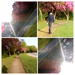 A walk in the trees - Digital Download
