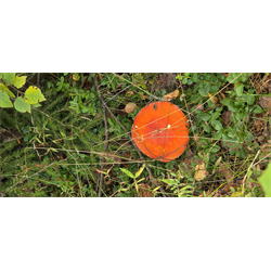 Mushrooms in the Forest Stock Photo Download - Digital Download