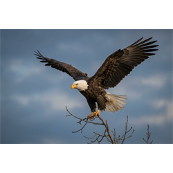 Majestic Landing - Digital Download