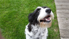 Max waiting for me to take him for a walk.. - Digital Download
