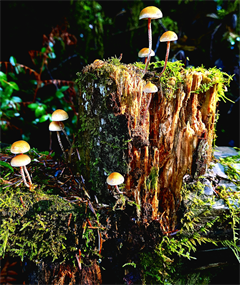 Nature Photos - Digital Download