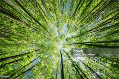 Royalty-Free Nature Photos - Digital Download