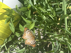 Mo Co Butterfly and Trash - Digital Download