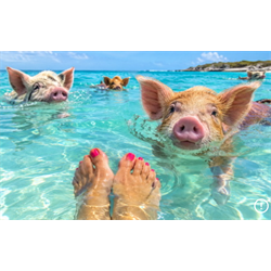 Pigs and Feet on the Beach - Digital Download
