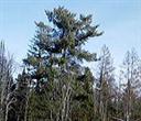 wind in pines
