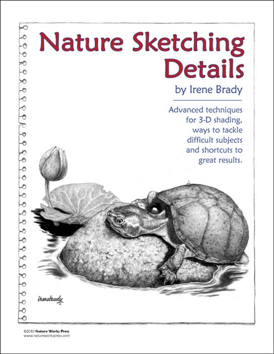nature sketching details