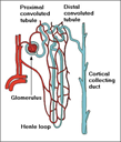 AP1.2.9 Urinary System - Digital Download