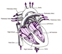 ap1.2.10 Heart - Digital Download