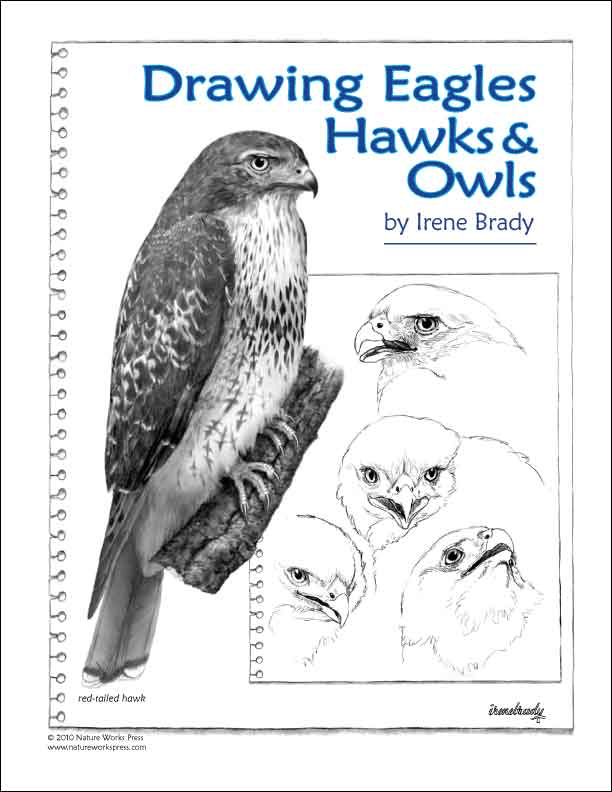 Drawing Eagles, Hawks & Owls - Digital Download
